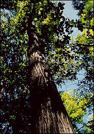 A mature Butternut tree