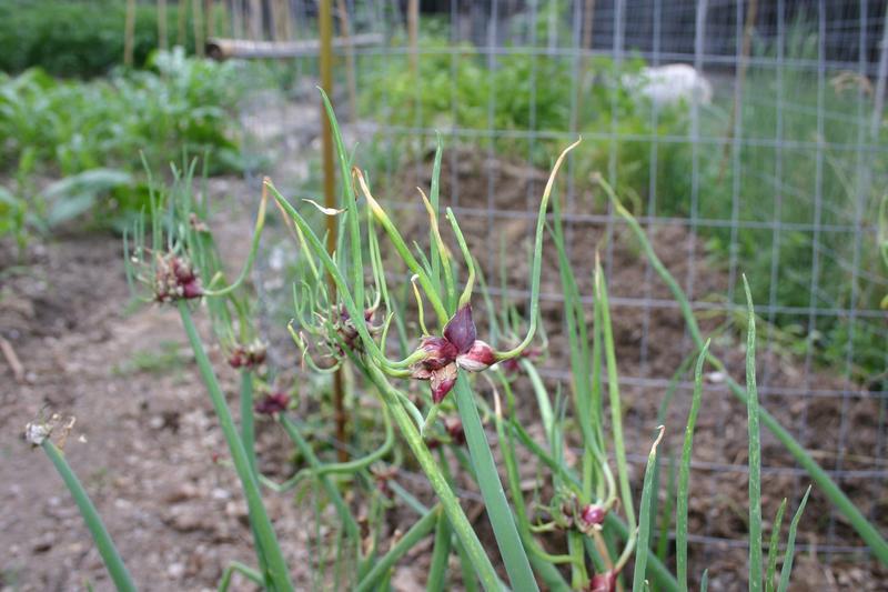 File:Egyptian Tree Onion, Walking Onion, Topset Onion (Allium cepa var. proliferum).jpg