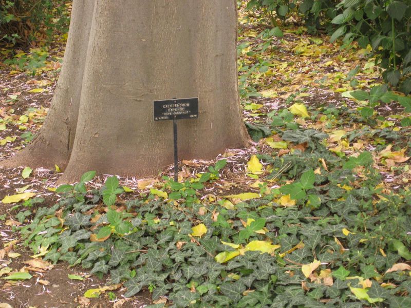 File:800px-IMG 6973 hunt09jun.jpg