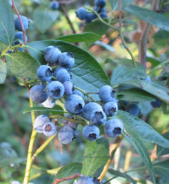File:245px-Vaccinium corymbosum(01).jpg