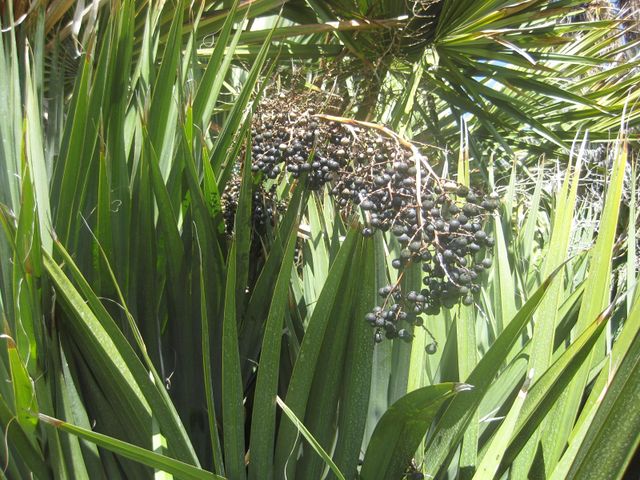 File:640px-IMG 2115 hunt0903.jpg