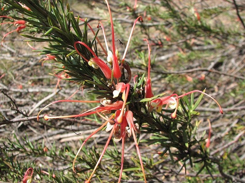 File:799px-Grevillea tripartita.jpg