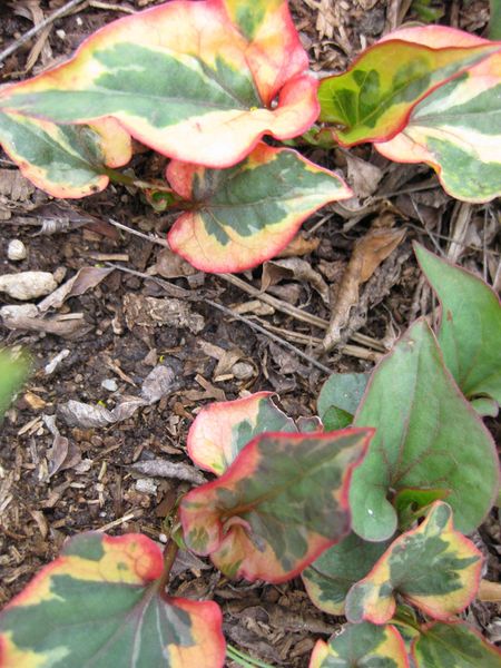 File:450px-IMG 5351 hunt0904.jpg