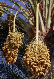 File:180px-Dates on date palm.jpg