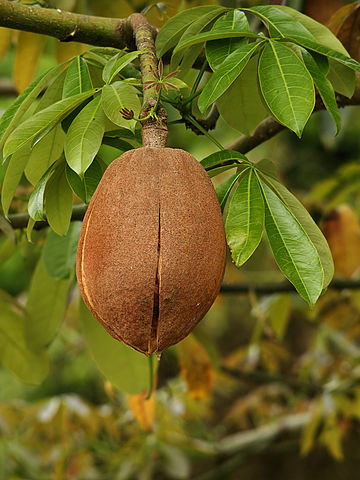 File:360px-Pachira aquatica (fruit).jpg