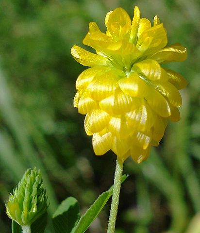 File:412px-Trifolium aureum W.jpg