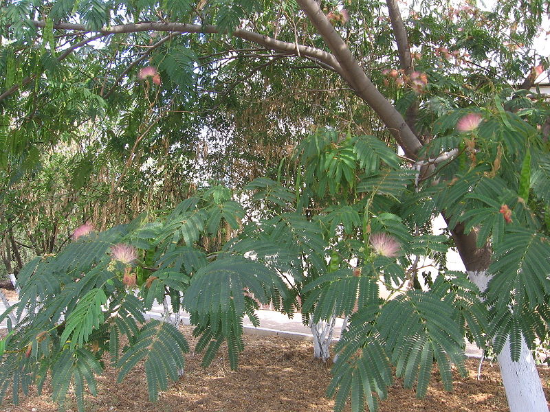 File:800px-Albizia julibrissin in Sevastopol 2 .jpg
