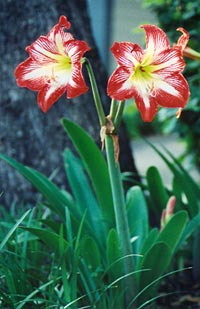 A Hippeastrum cultivar in flower