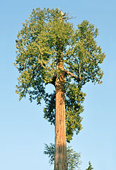 File:164px-Thuja plicata Vancouver.jpg