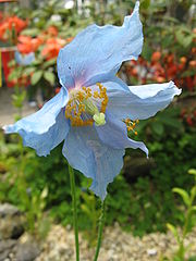File:180px-Meconopsis betonicifolia 3.jpg