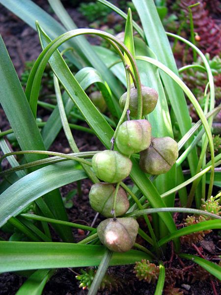 File:450px-Cebulica dwulistna Scilla bifolia fruit 01.jpg