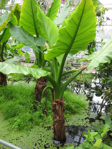 File:450px-IMG 0988 bbg09.jpg