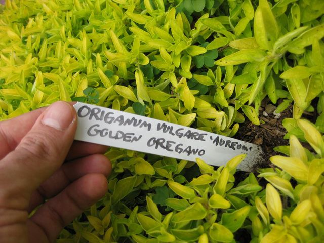 File:640px-IMG 5346 hunt0904.jpg