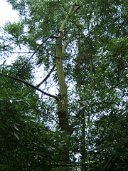 File:180px-Fraxinus angustifolia broken trunk1.jpg