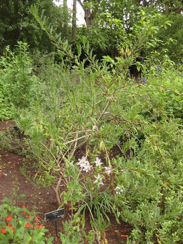 File:360px-IMG 7056 hunt09jun.jpg