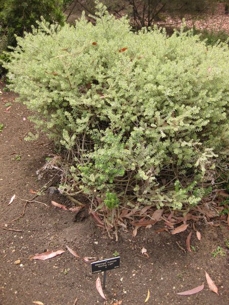 File:450px-IMG 7209 hunt09jun.jpg