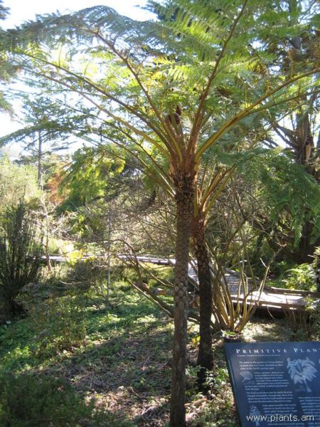 File:450px-Sphaeropteris cooperi-IMG 6976 sfbg0308.jpg