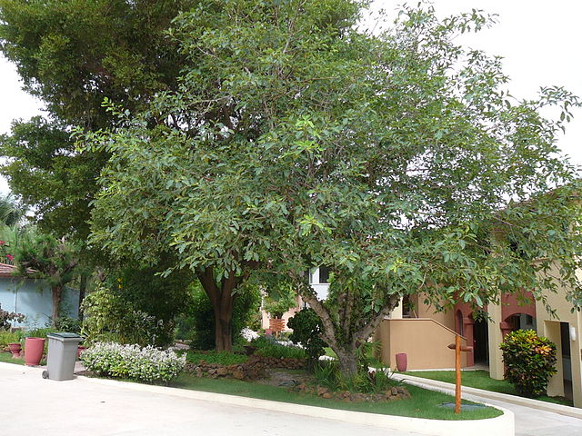 File:640px-Ficus lutea 0008.jpg