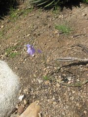 File:180px-IMG 2300 hunt0903.jpg