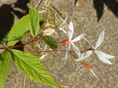 File:240px-Gillenia trifoliata0.jpg