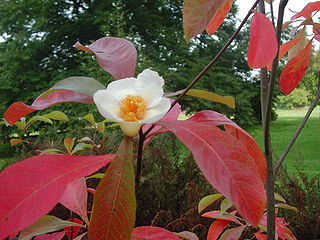 File:320px-Franklinia alatamaha.jpg