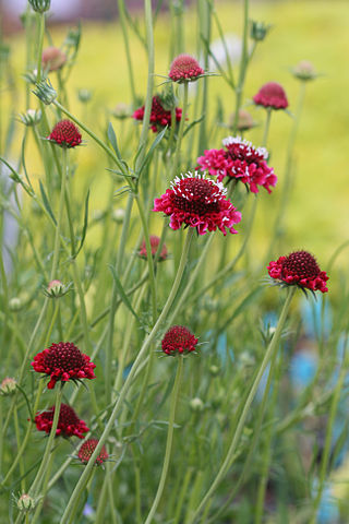 File:320px-Scabiosa atropurpurea.jpg