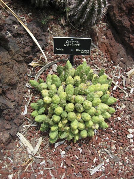 File:450px-IMG 7462 hunt09jun.jpg