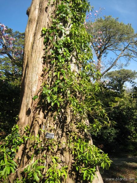 File:450px-Pileostegia viburnoides-IMG 8073 sfbg0308.jpg