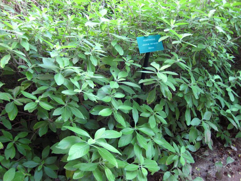 File:800px-IMG 2652 ucla09.jpg