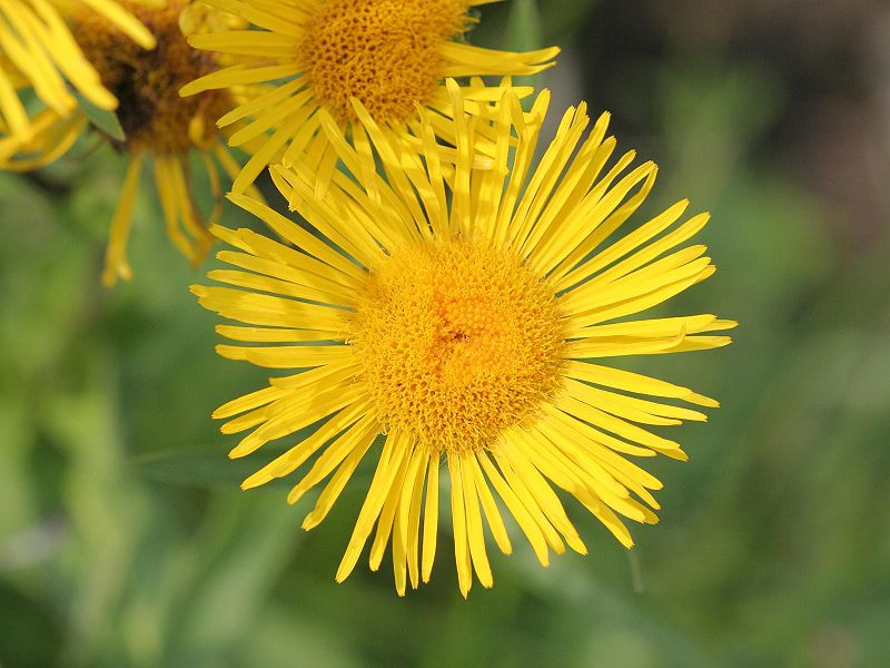 File:800px-Inula britannica detail.jpeg