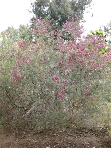 File:360px-IMG 5081 hunt0904.jpg