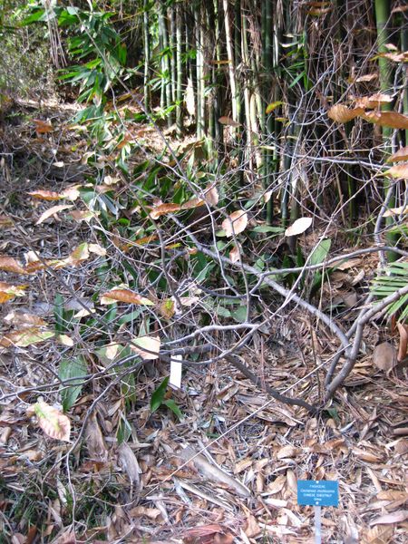 File:450px-IMG 2462 ucla09.jpg