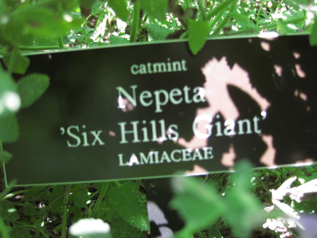 File:640px-IMG 0185 nybg09.jpg