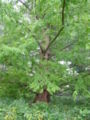 File:90px-Dawn Redwood Metasequoia glyptostroboides Tree 2448px.jpg