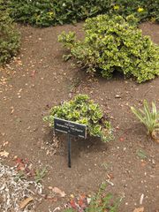 File:180px-IMG 7153 hunt09jun.jpg