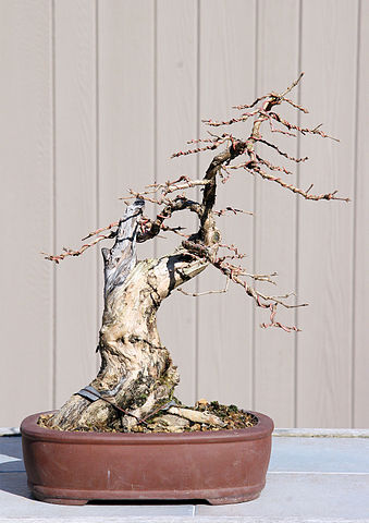 File:339px-Honeysuckle bonsai 2-3-08.jpg