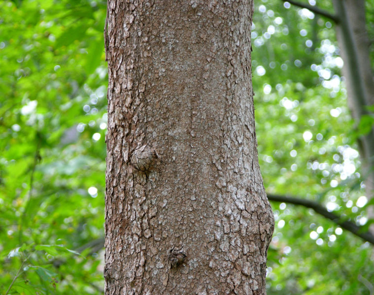 File:Flowering Dogwood Cornus florida Trunk Bark 3100px.jpg