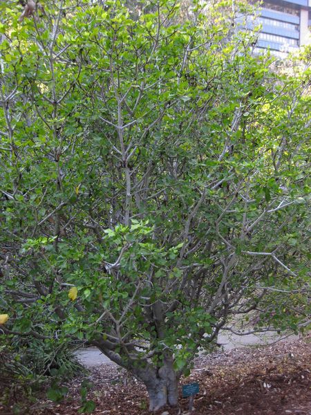 File:450px-IMG 2700 ucla09.jpg