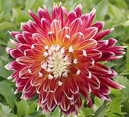 File:264px-Dahlia - "Akita" cultivar.pjg.jpg
