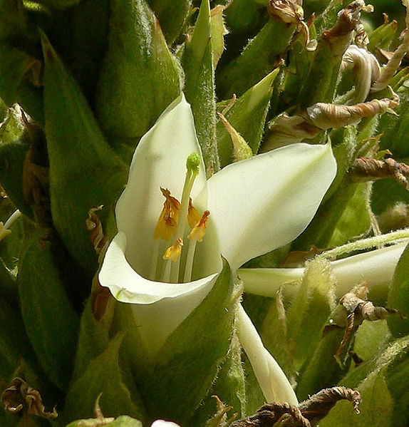 File:574px-Puya raimondii 4.jpg