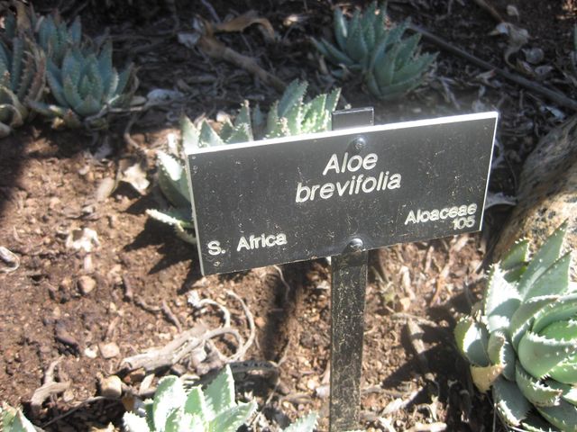 File:640px-IMG 2387 hunt0903.jpg