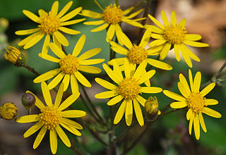 File:320px-Golden Ragwort Senecio aureus Flowers 2616px.jpg