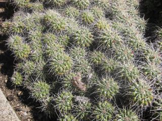 File:320px-IMG 2160 hunt0903.jpg