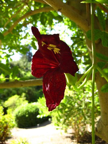 File:360px-IMG 2070 hunt09oct.jpg