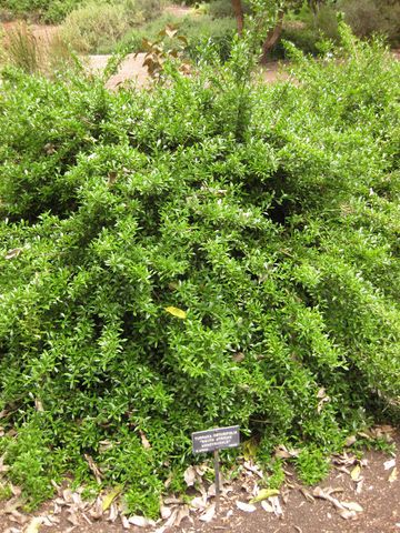 File:360px-IMG 7201 hunt09jun.jpg