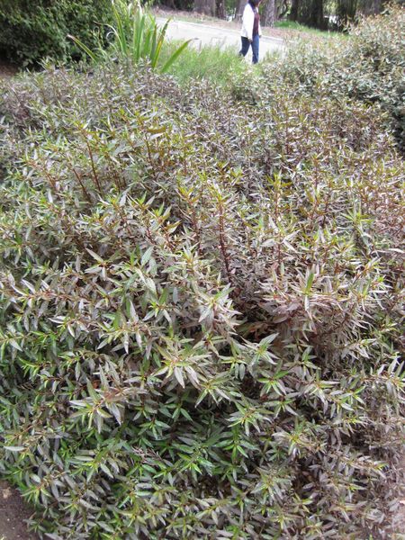 File:450px-IMG 4729 hunt0904.jpg