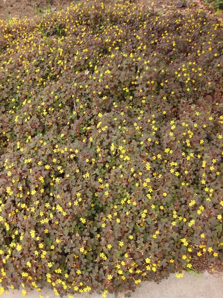 File:450px-IMG 6889 hunt09jun.jpg