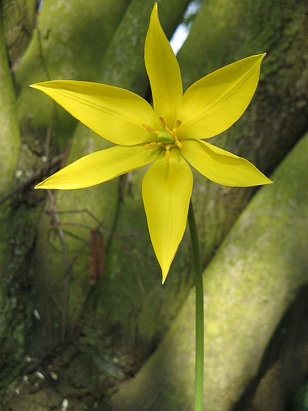 File:450px-Tulipa sylvestris (flower)2.jpg