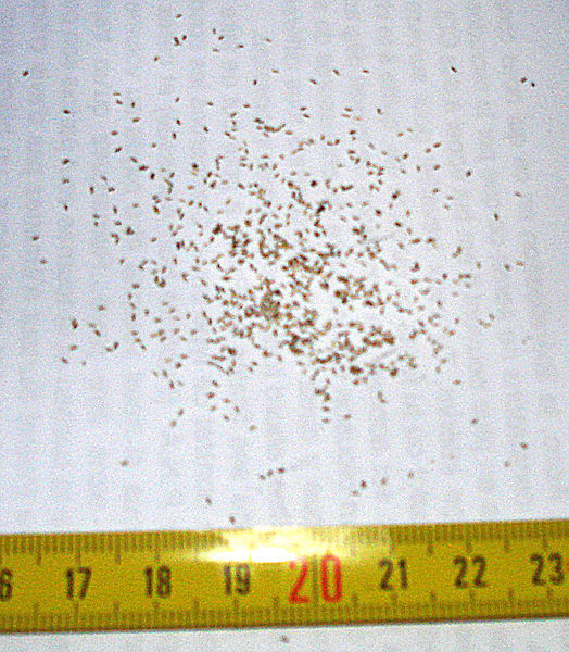 File:524px-Chamaemelum nobile seeds.jpg