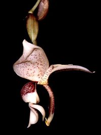 File:200px-Stanhopea insignis Orchi 001.jpg